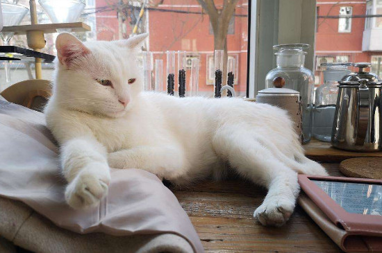 猫打疫苗后拉稀正常吗,该怎么办去缓解