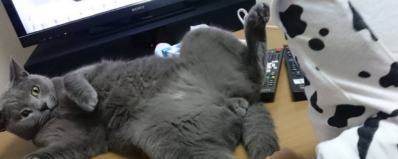 猫的蛋蛋在什么位置,公猫蛋蛋在哪