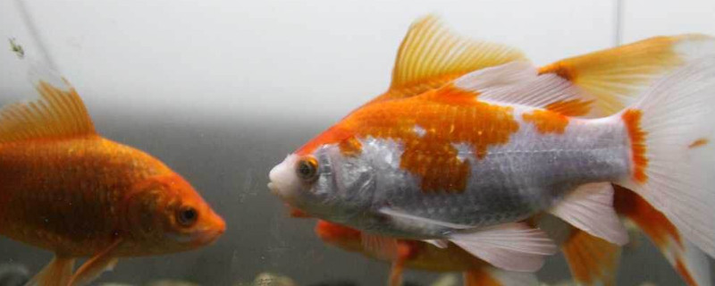 鱼突眼病怎么治疗,鱼的眼睛凸出来怎么治