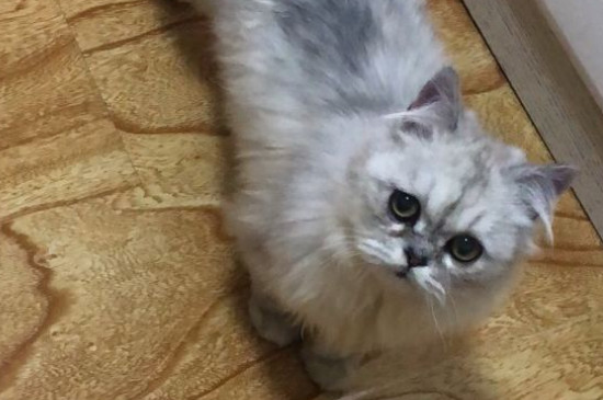 猫咪感冒怎么办