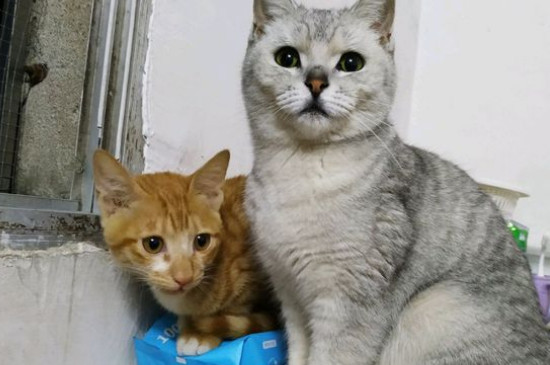 猫咪感冒怎么办