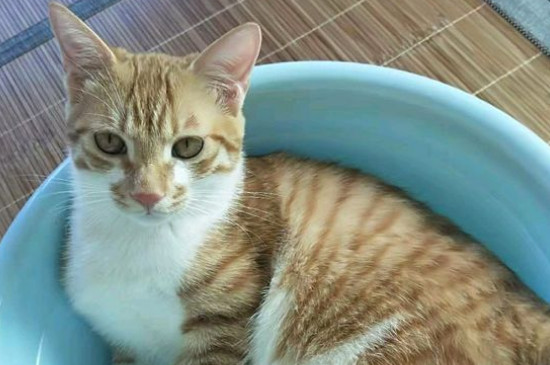 猫咪感冒怎么办