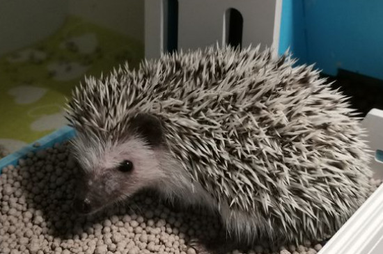 刺猬冬眠吃东西吗,刺猬冬眠要不要吃东西