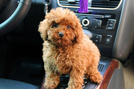 泰迪断尾发炎了怎么办