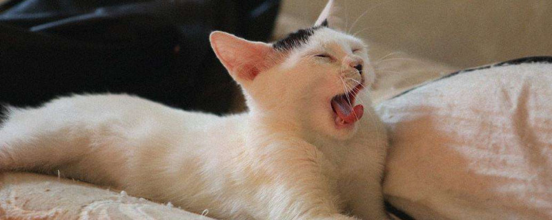 十几度小猫觉得冷吗