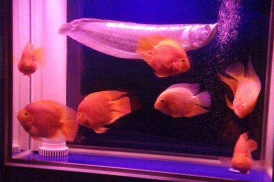 鹦鹉咬银龙怎么回事