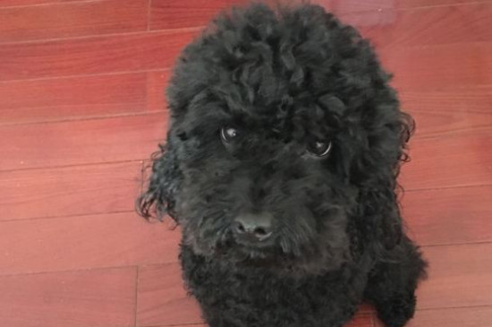 狗的寿命有多长