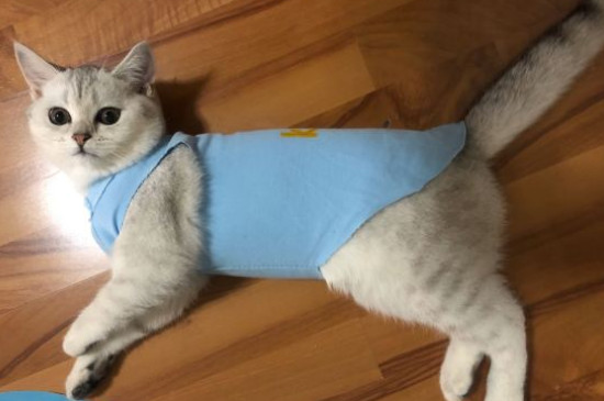 猫吹空调会生病吗