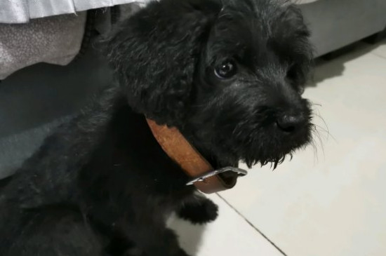 小狗上吐下泻不吃东西怎么办,狗狗呕吐腹泻的紧急处理