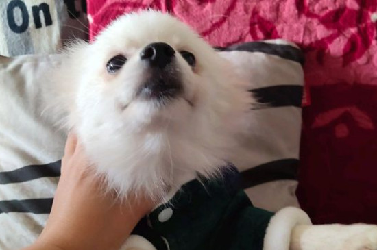 小狗上吐下泻不吃东西怎么办,狗狗呕吐腹泻的紧急处理