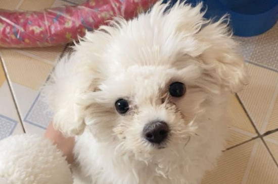 小狗上吐下泻不吃东西怎么办,狗狗呕吐腹泻的紧急处理
