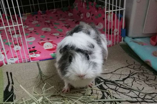荷兰猪怎么养能活多久