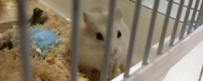 布丁仓鼠怎么分辨公母