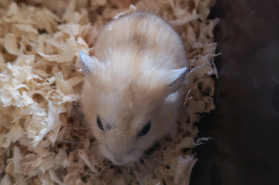 布丁仓鼠怎么分辨公母