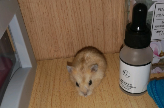 布丁仓鼠怎么分辨公母