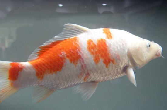 锦鲤的正确养法