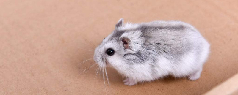 三线仓鼠怎么养