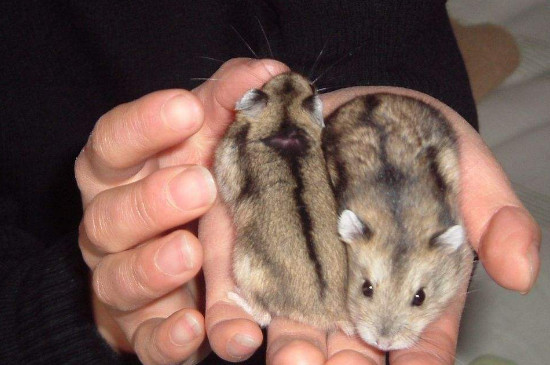 三线仓鼠怎么养