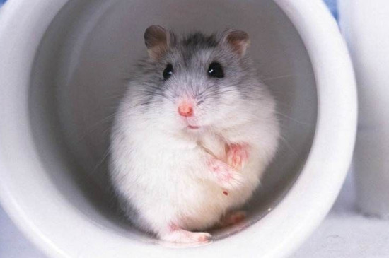 三线仓鼠怎么养