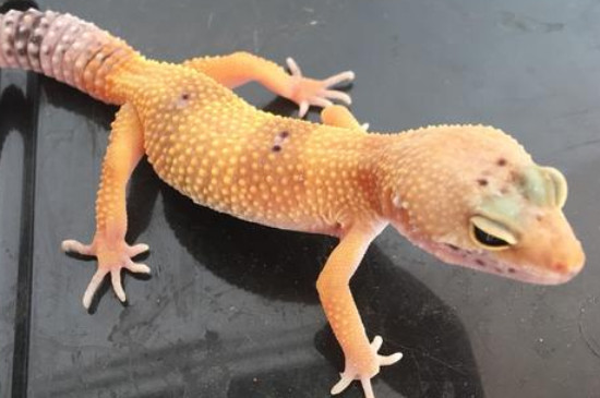 守宫蜥蜴吃什么