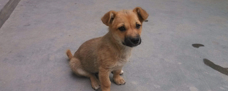 狗狗发烧症状怎么治疗