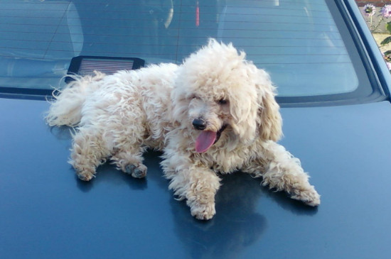 狗狗发烧症状怎么治疗