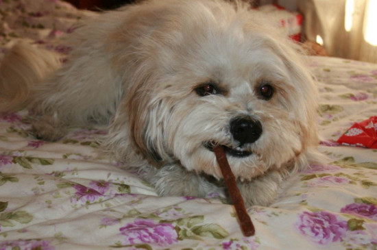 狗狗发烧症状怎么治疗