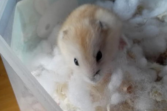 仓鼠吃什么会立马死