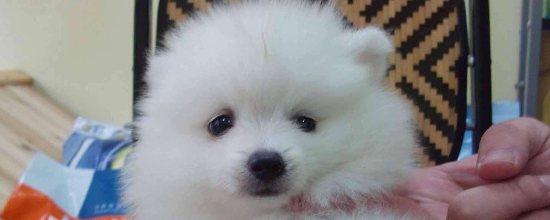 博美犬的寿命多长,一般能活10-16年最多20年左右