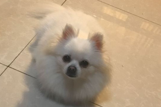 博美犬的寿命多长,一般能活10-16年最多20年左右