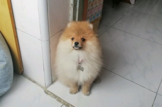 博美犬的寿命多长,一般能活10-16年最多20年左右
