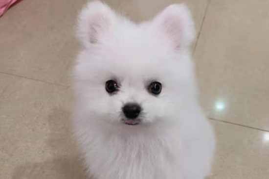 博美犬的寿命多长,一般能活10-16年最多20年左右