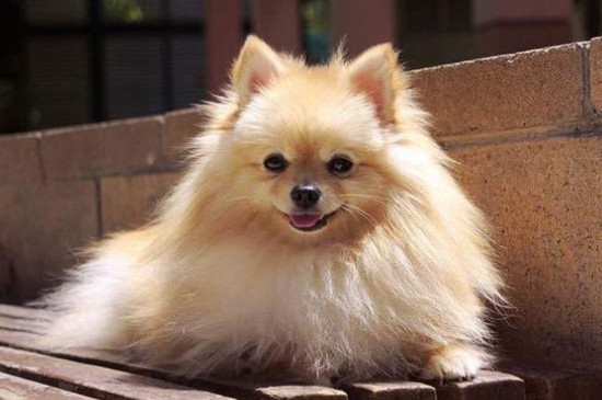 博美犬的寿命多长,一般能活10-16年最多20年左右