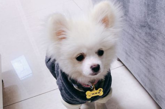 博美犬的寿命多长,一般能活10-16年最多20年左右