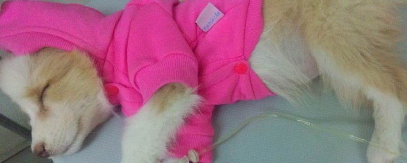 狗喘气喘的很厉害怎么办,可能得了肺炎需及时治疗