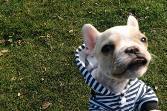 狗喘气喘的很厉害怎么办,可能得了肺炎需及时治疗