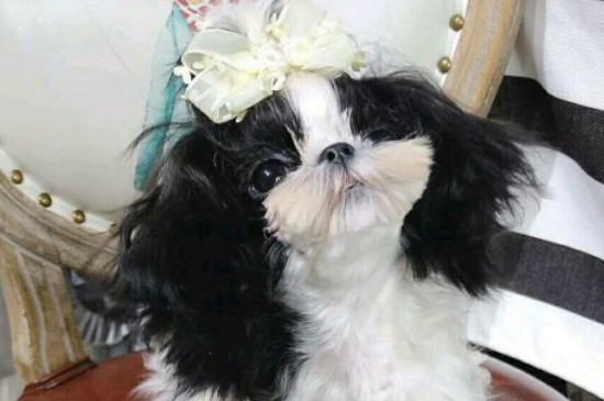 西施犬为什么没人养