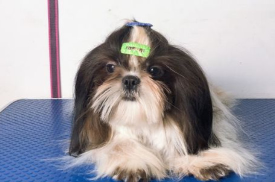 西施犬为什么没人养