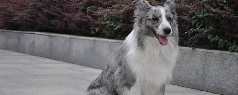 边牧犬怎么养,新手养边牧狗知识