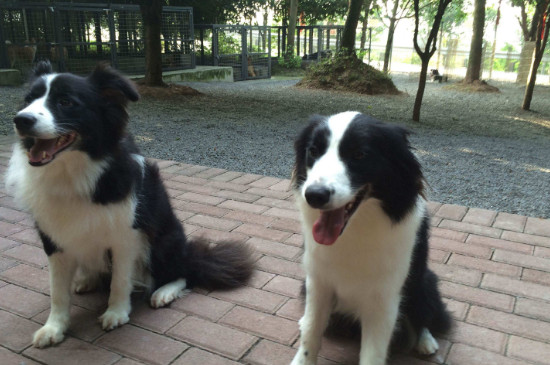 边牧犬怎么养,新手养边牧狗知识