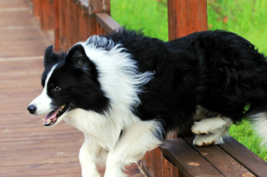 边牧犬怎么养,新手养边牧狗知识