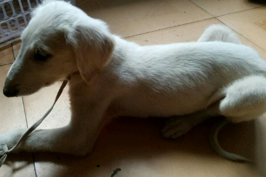 细犬怎么训练捉兔子