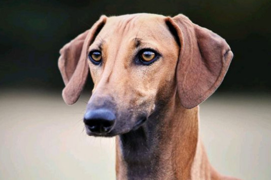 细犬怎么训练捉兔子