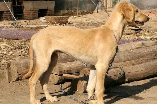 细犬是什么犬