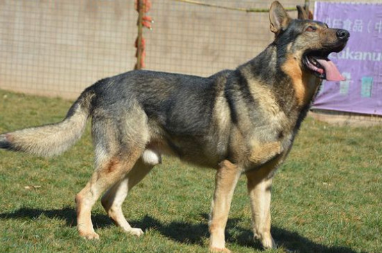 昆明犬的优点和缺点