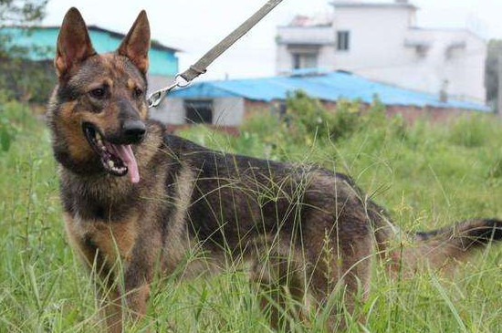 昆明犬的优点和缺点