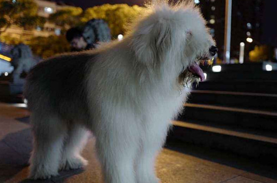 古牧犬优缺点