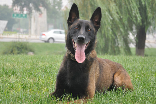 马犬几个月见生人会吠,怎么让马犬见生人就叫