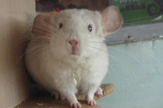 龙猫软便能自愈吗