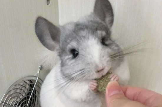 龙猫软便能自愈吗